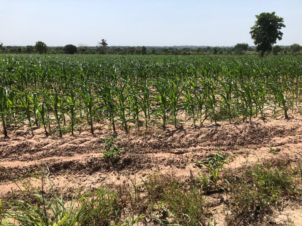Maize