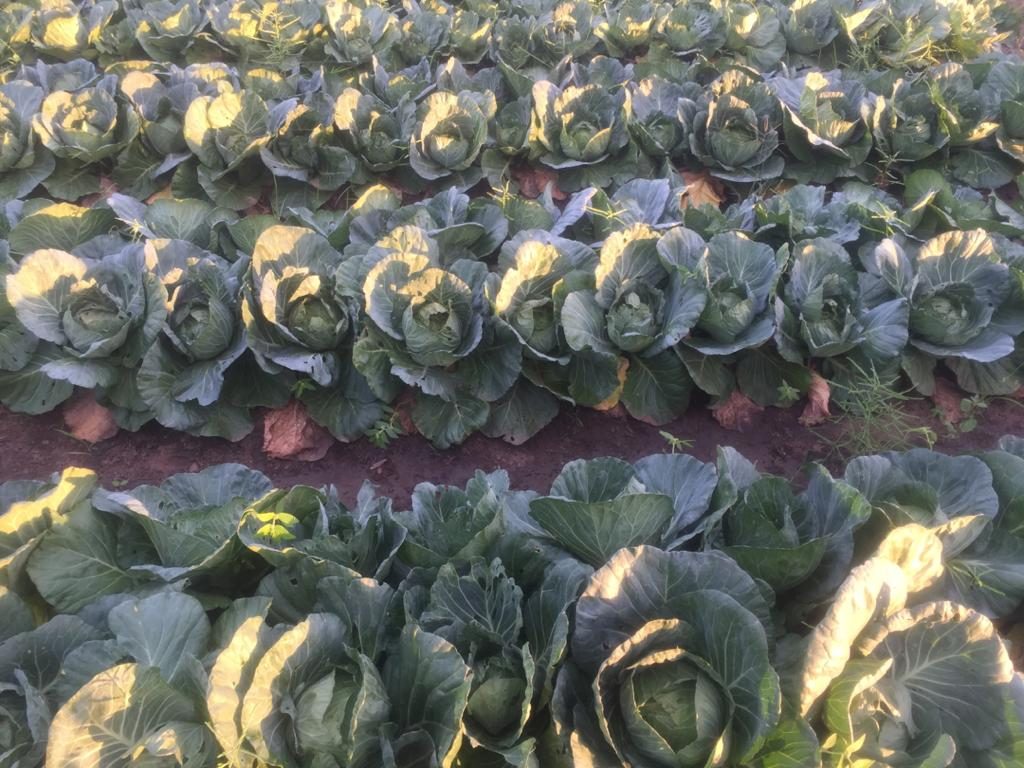Cabbage rows