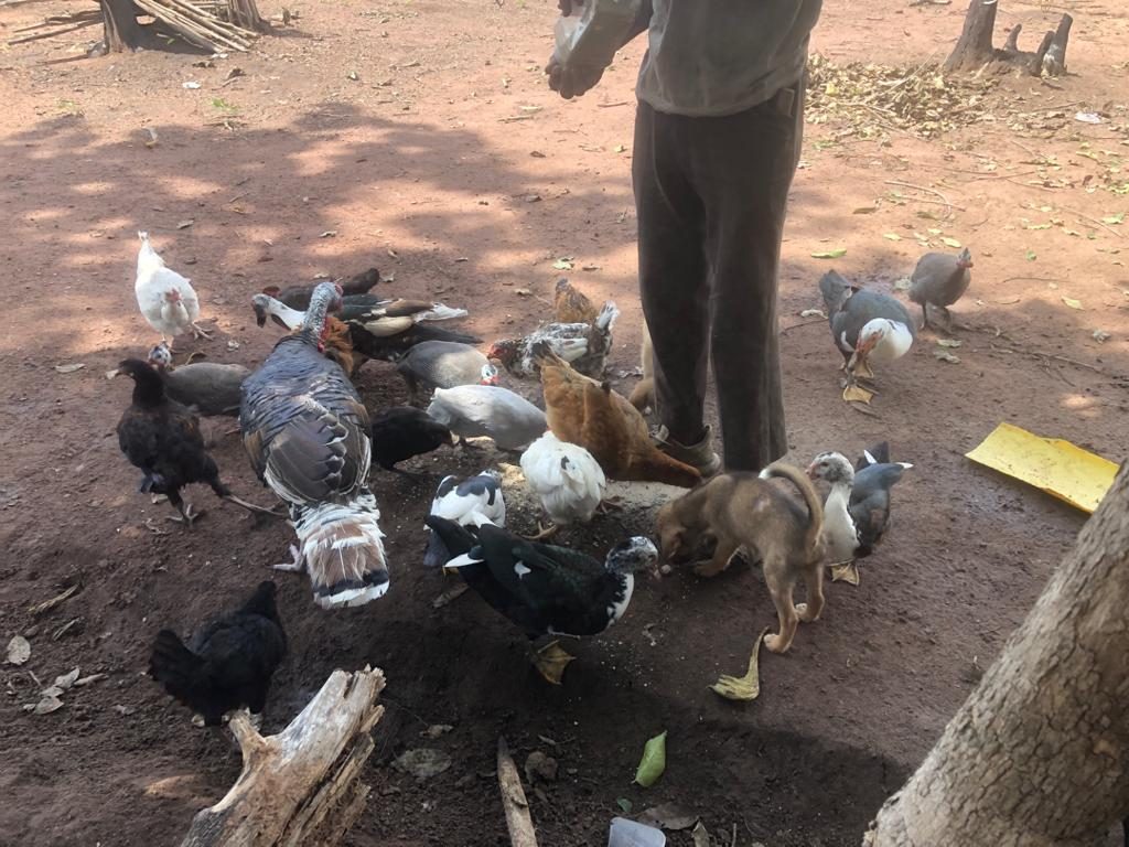 Poultry