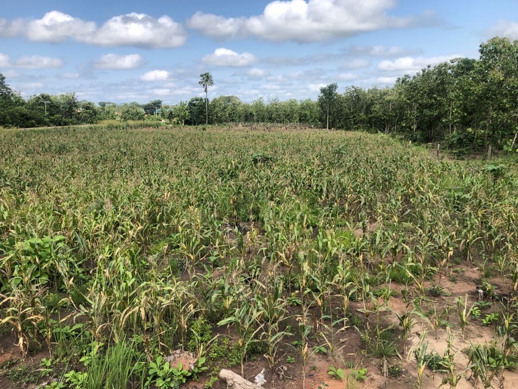 Maize