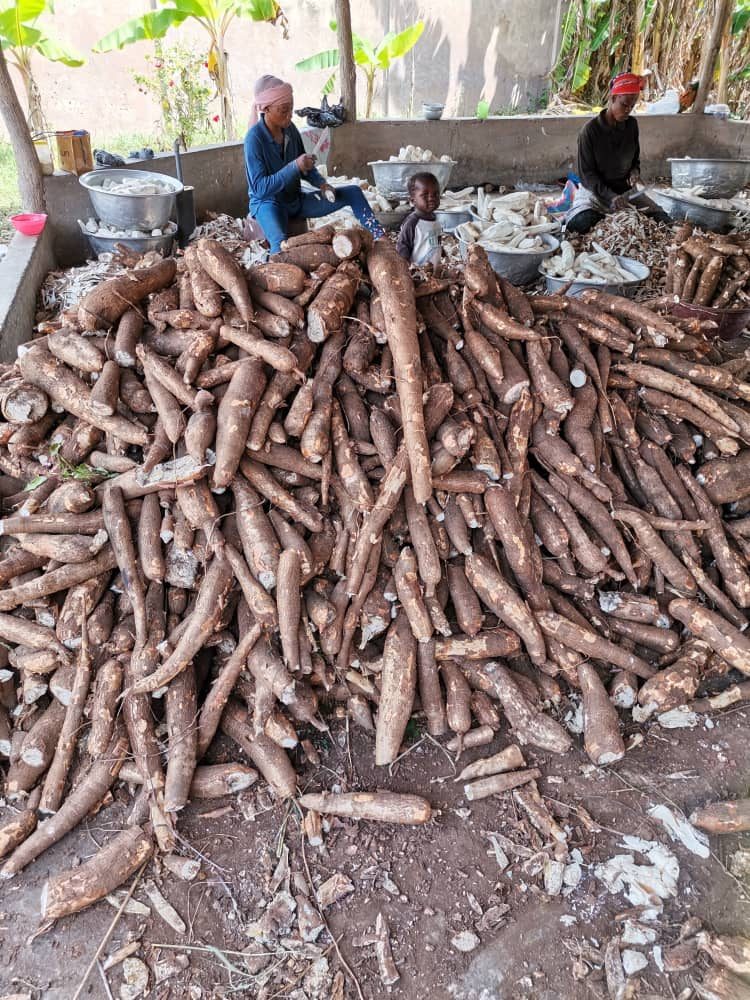 Cassava
