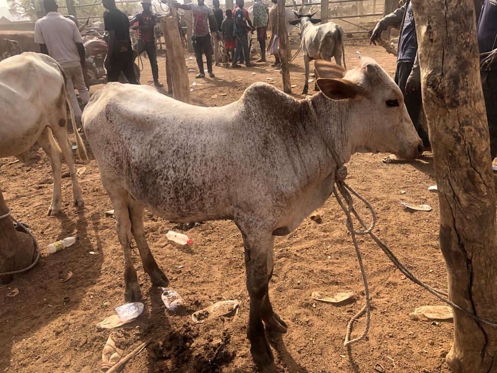 Cattle