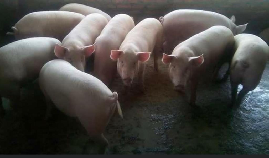 Pigs