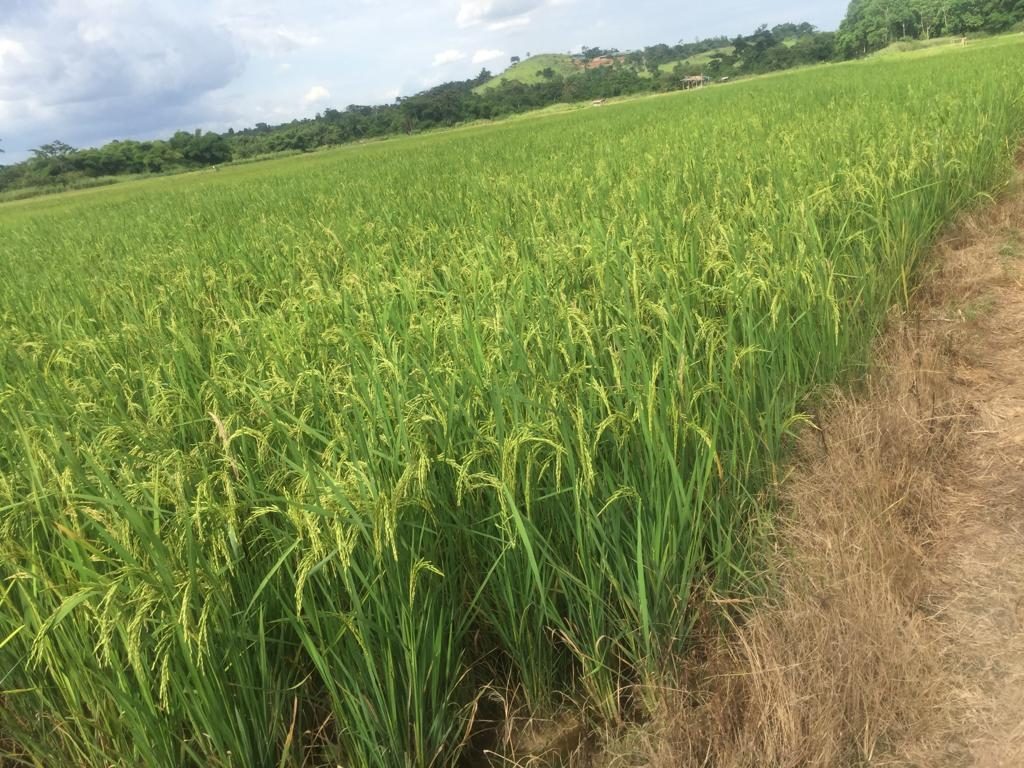 Rice
