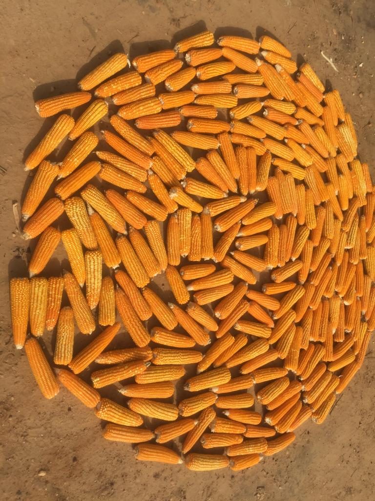 Maize harvest