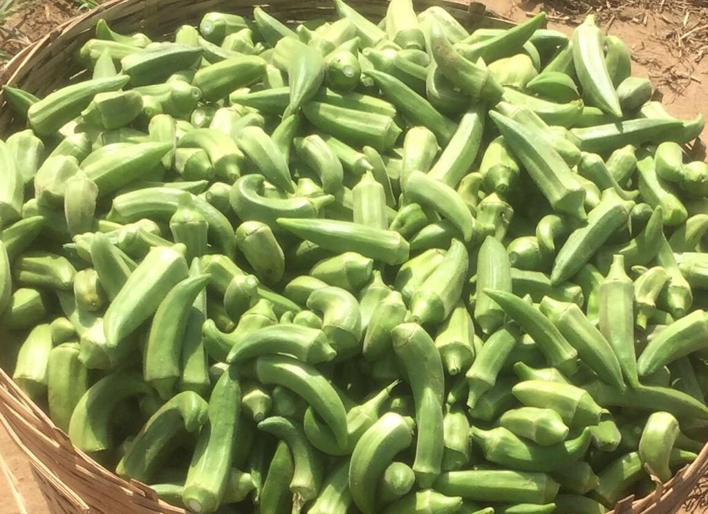 Okra