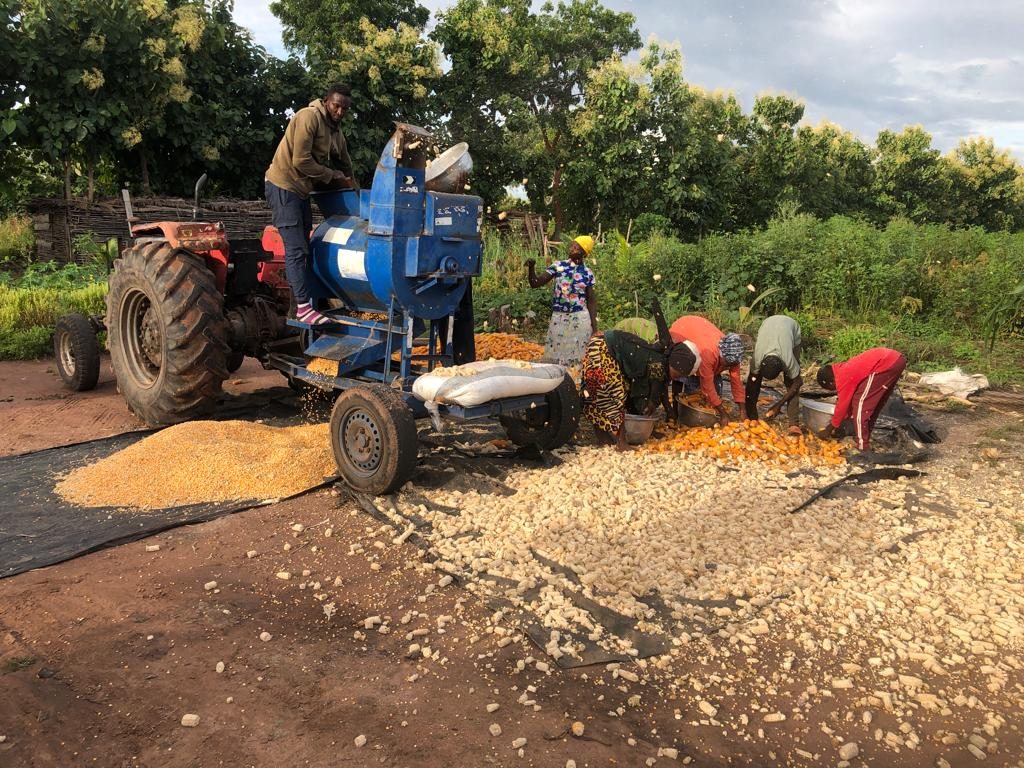 Threshing maize